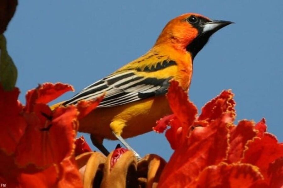 Puerto Vallarta: Birdwatching at Vallarta Botanical Garden