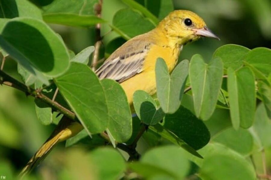 Puerto Vallarta: The Mouth of the Ameca River Birds