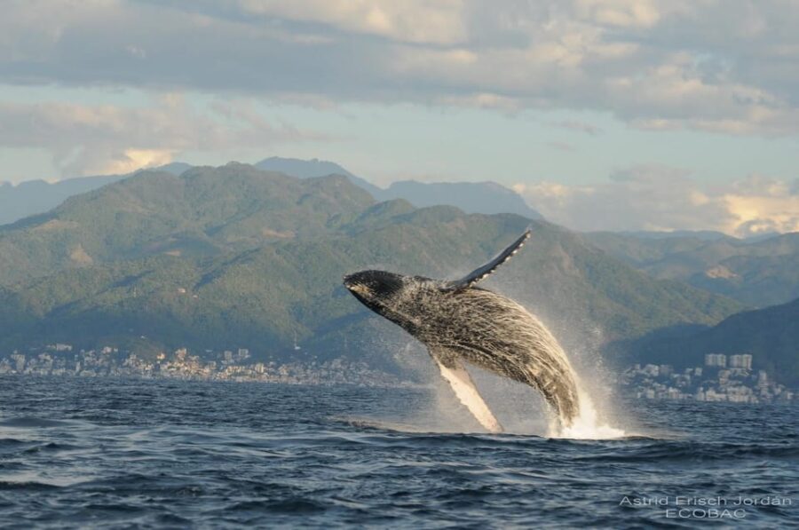 Puerto Vallarta: Whale Watching and Swimming With Dolphins