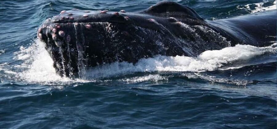 Puerto Vallarta: Whale Watching Beach Bay