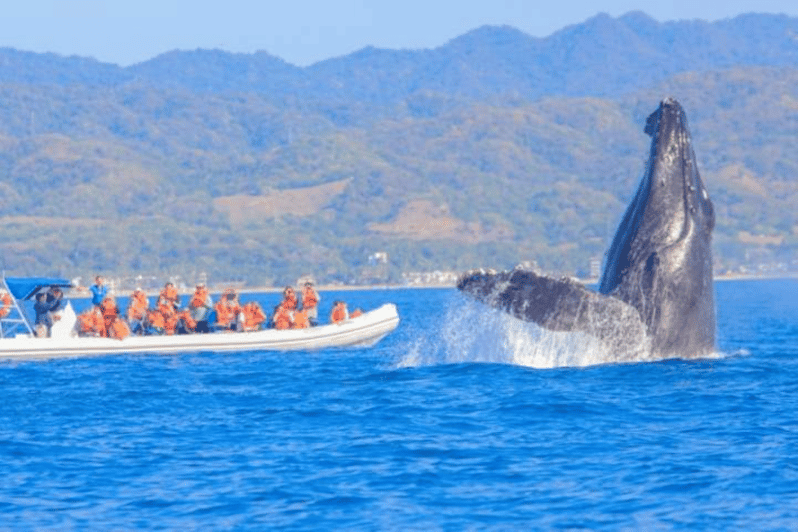 Puerto Vallarta: Whale Watching by Speedboat Tour