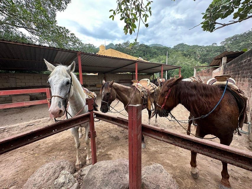 Puerto Vallarta: Wild Tour Horseback Riding Experience