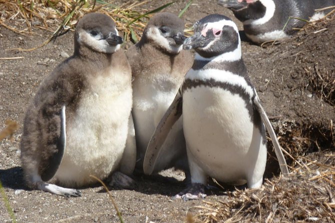Punta Tombo Penguin Colony From Puerto Madryn With Optional Toninas Watching