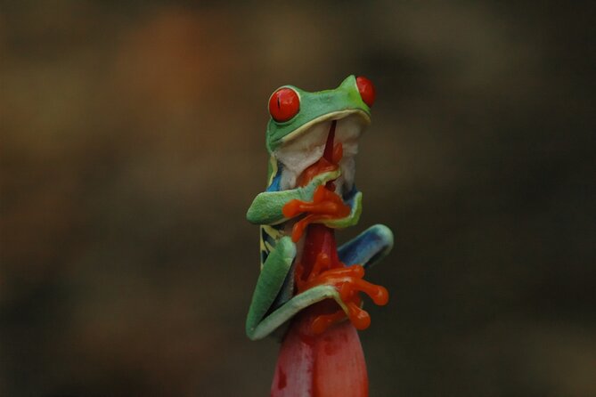 Rainforest Night Walking Tour (Private Property)