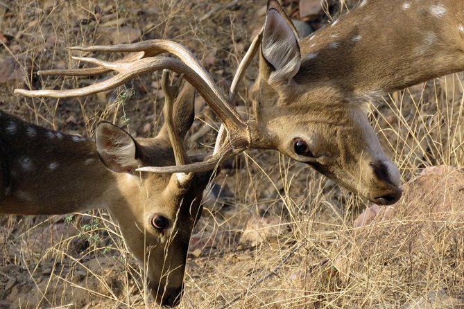 3 Best National Parks Tours In Sawai Madhopur
