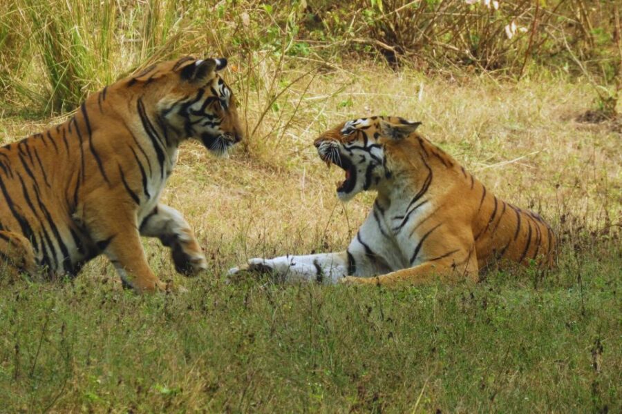 Ranthambore: Skip-the-Line Tiger Safari in Sharing Canter