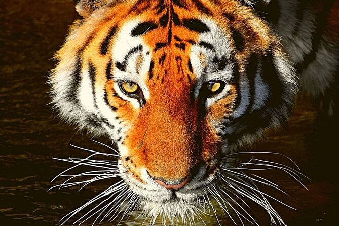 Ranthambore Tiger Safari Tour From Delhi With All Meals