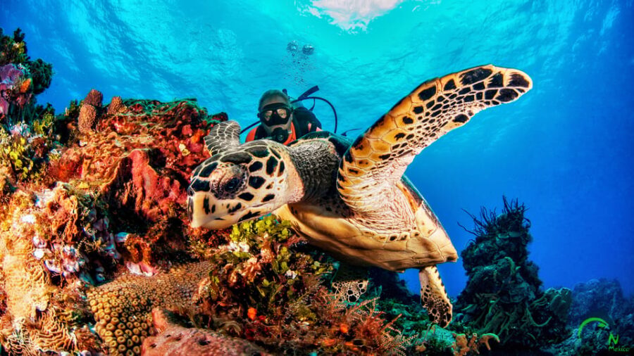 Reef Diving in Playa Del Carmen