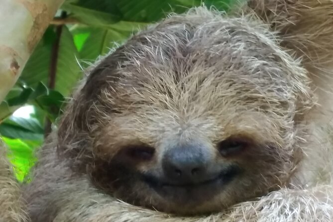 Rio Celeste and Sloth Sanctuary Combo Tour