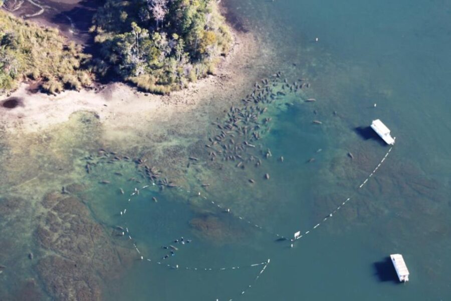 River Cruise With Manatee Viewing