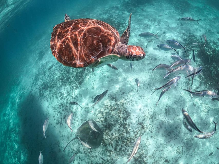 Riviera Maya: Turtles Encounter Akumal Bay Half a Day Tour