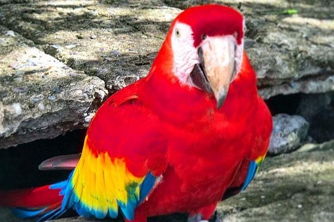 Roatan Sun & Fun, Sloths & Monkeys, Beach & Private Transfer - Overview of the Tour