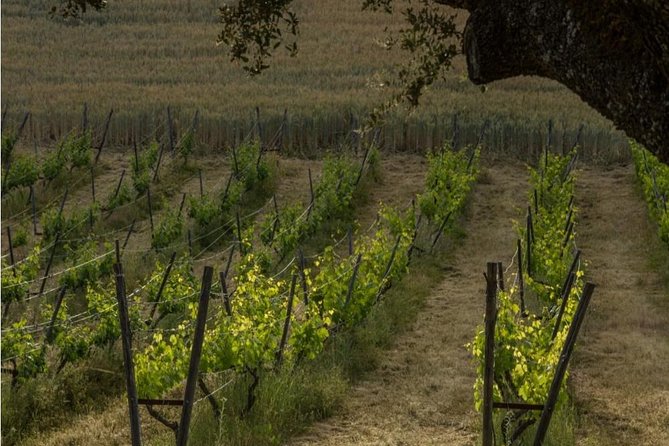 Ronda Private Wine Tour and Tapas From Marbella