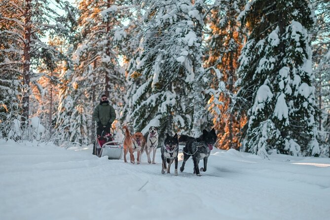 Rovaniemi: Husky Safari Tour & 6-10 Km Self-Driving Mushing