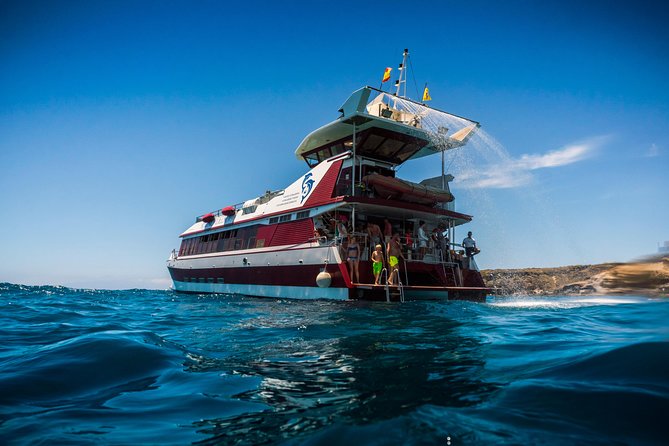 Royal Delfin 3H Dolphin & Whale Watching! Swimming & Lunch!