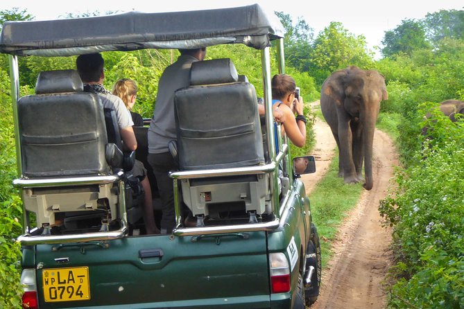 Safari at Udawalawe National Park