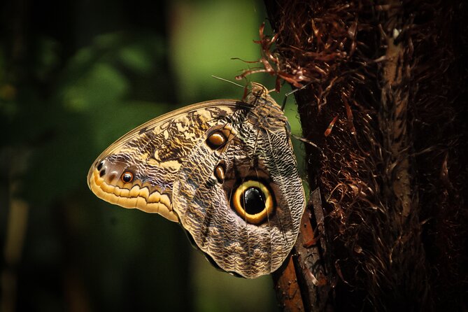Safari One Day Tour With Butterflies Monkeys Crocodiles Birds