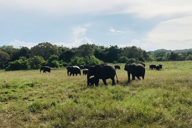 Safari Tour at Minneriya National Park
