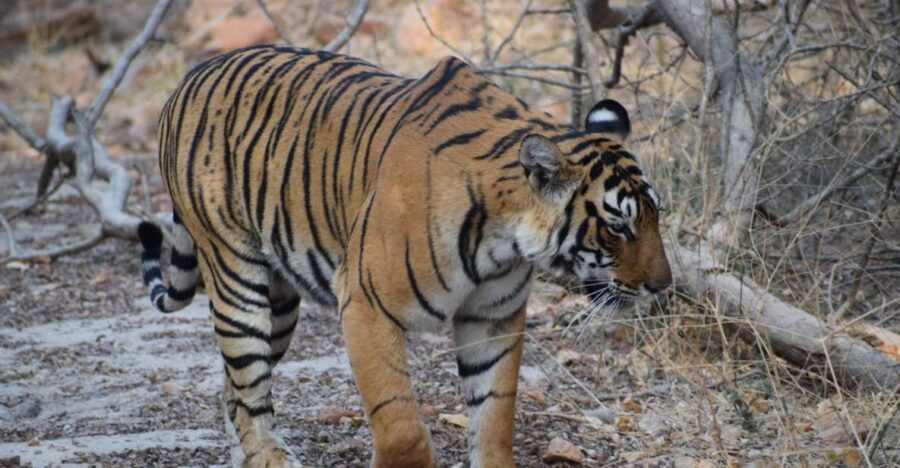 Same Day Ranthambhore WildLife Tour From Jaipur
