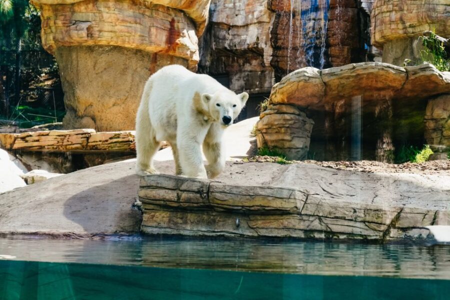 San Diego Zoo: 1-Day Admission Ticket - Ticket Information