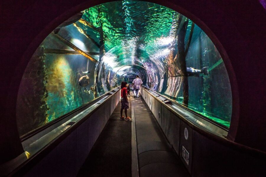 San Francisco: Aquarium of the Bay General Admission Ticket