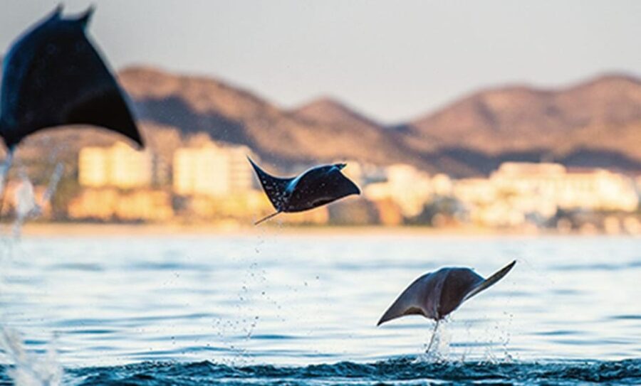 San Jose Del Cabo Private Wildlife Encounter