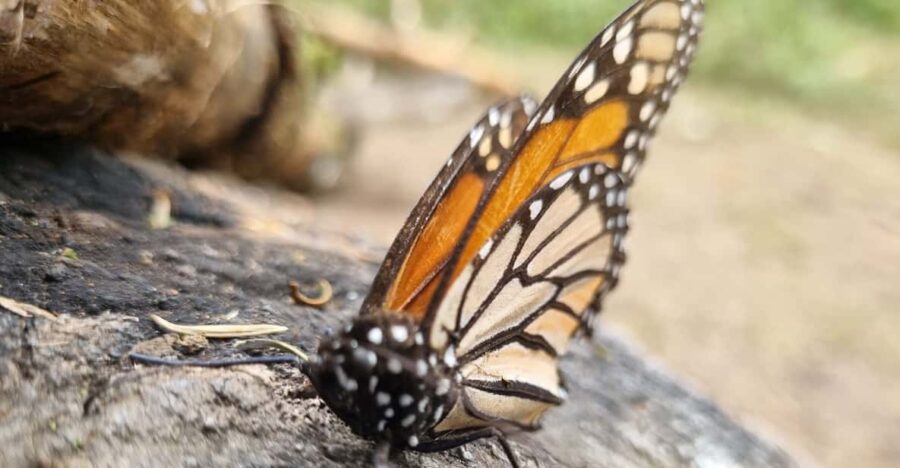 San Miguel De Allende: Monarch Butterfly Tour
