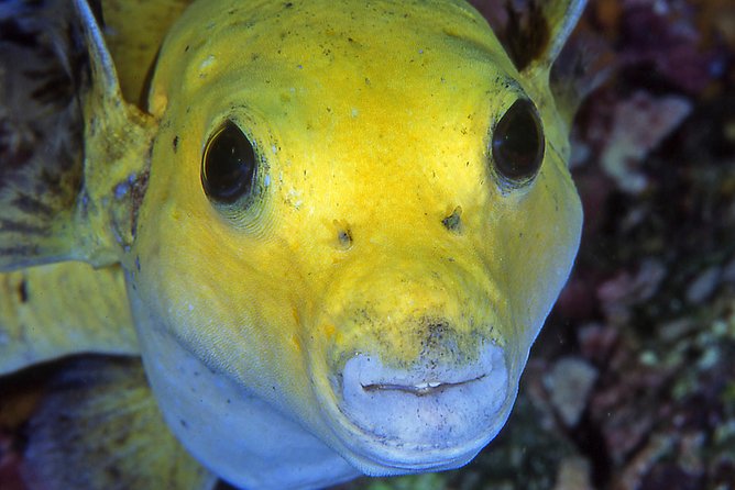 Scuba Diving Hermosa and Coco Beach for Certified Divers