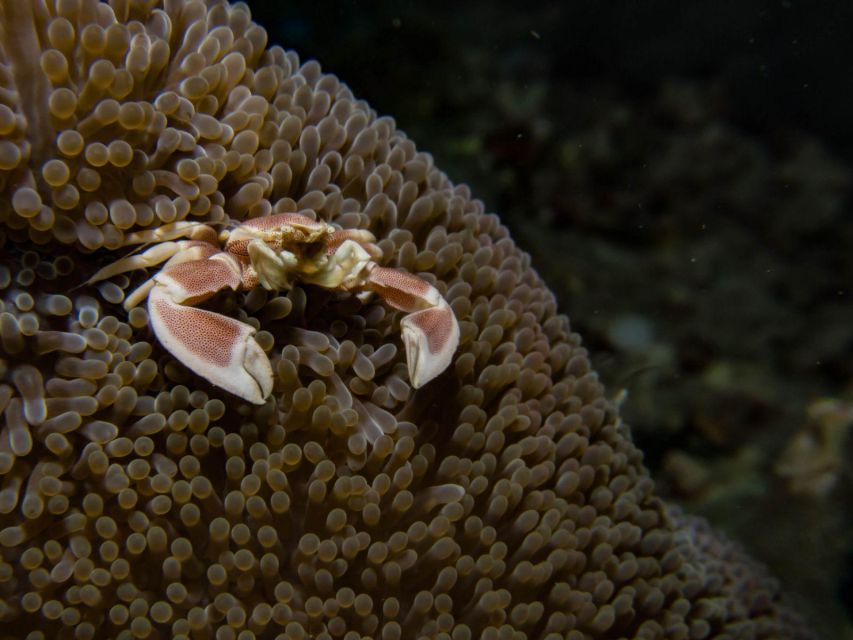Scuba Diving in Boracay: SSI Advanced OW Certification