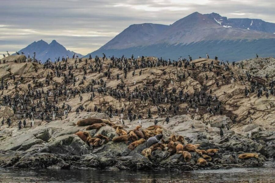 Sealing Through the Beagle Channel to the Lighthouse