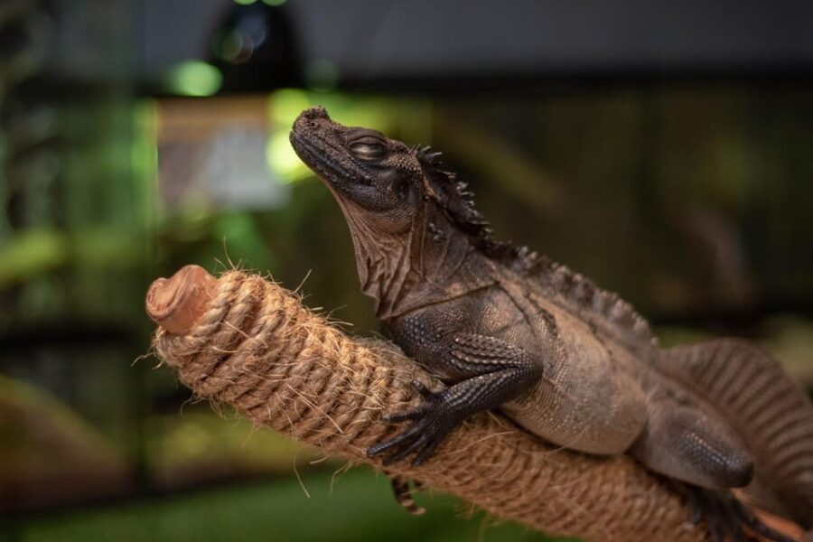 Selangor : Just Farm at Just Pets Megastore Ticket
