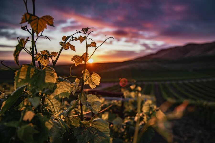 Self-Guided Wine Tasting Audio Tour - Paso Robles CA - Tour Overview and Pricing
