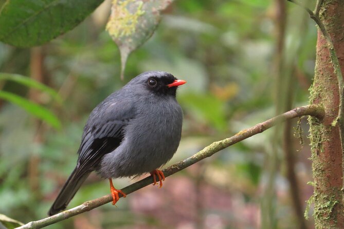 Shared 5 Hours Monteverde Bird Watching