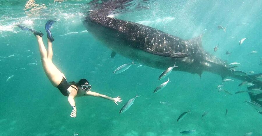 Shared Tour : Whale Shark Watching and Kawasan Canyoneering