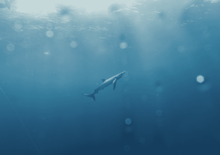 Shark Safari in San Jose Del Cabo