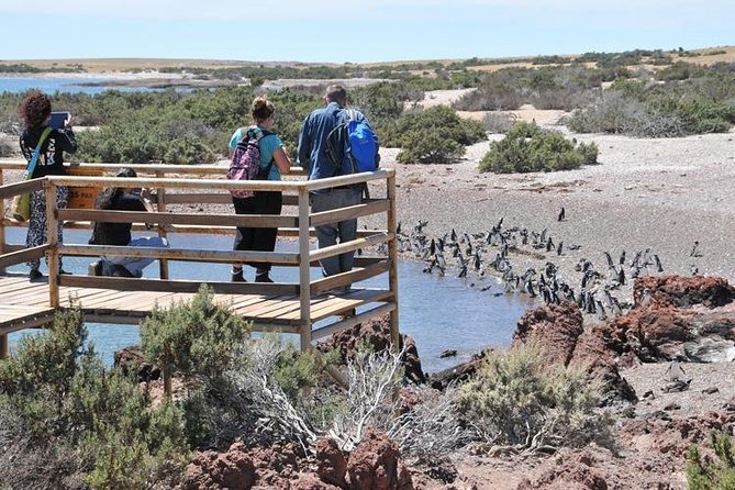 Shore Excursion Punta Tombo With Box Lunch & Entry Fee - Madryn