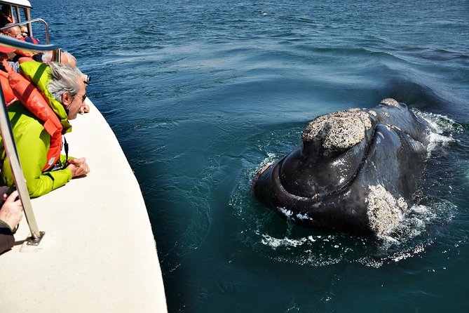 Shore Tours Peninsula Valdes Cruise Ship Passengers Puerto Madryn