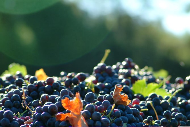Short Day Tour Around Aix En Provence and Wine Tasting