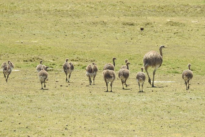 SIB Cruise Shore Excursion Peninsula Valdes - Pto Madryn - Patagonia Argentina