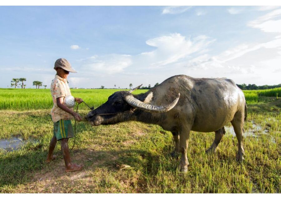 Siem Reap: Afternoon Cooking Class & Village Tour