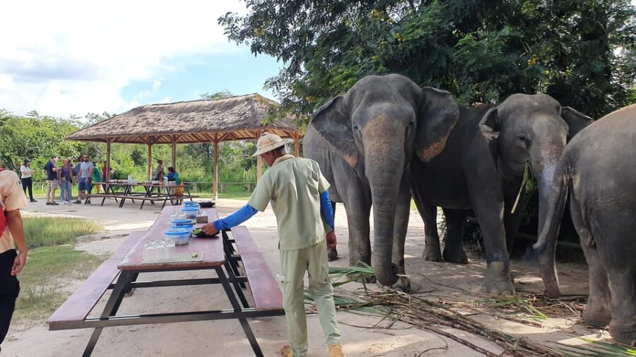 Siem Reap: Small Group Tour of Kulen Elephant Forest