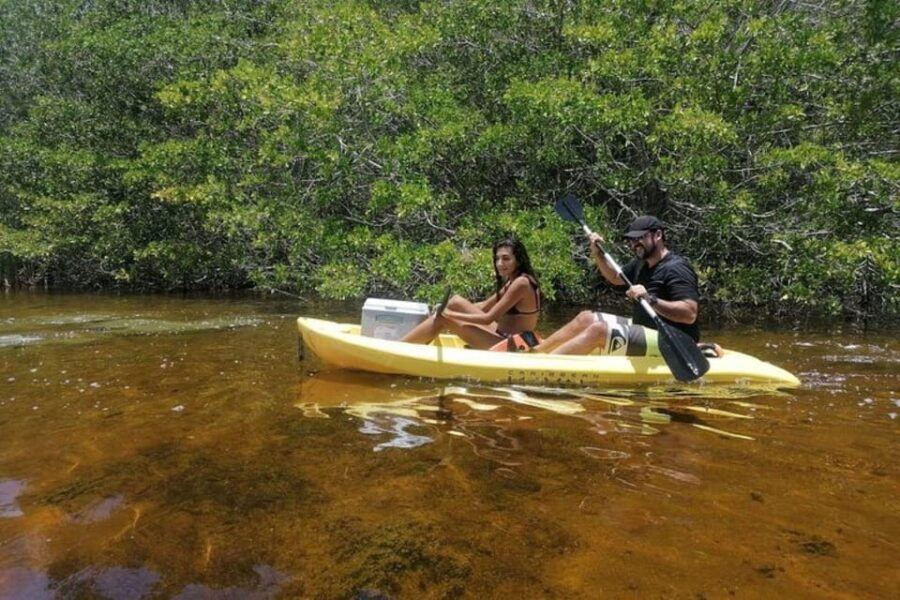 Sisal Kayak Through Mangroves and Bird Watching Tour