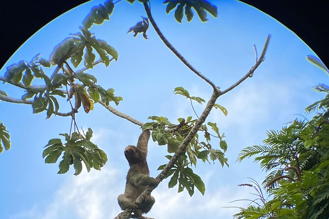 Sloth Watching in La Fortuna With a Local Tour Guide.