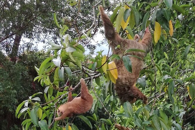 Slothies and Birds Sightseeing