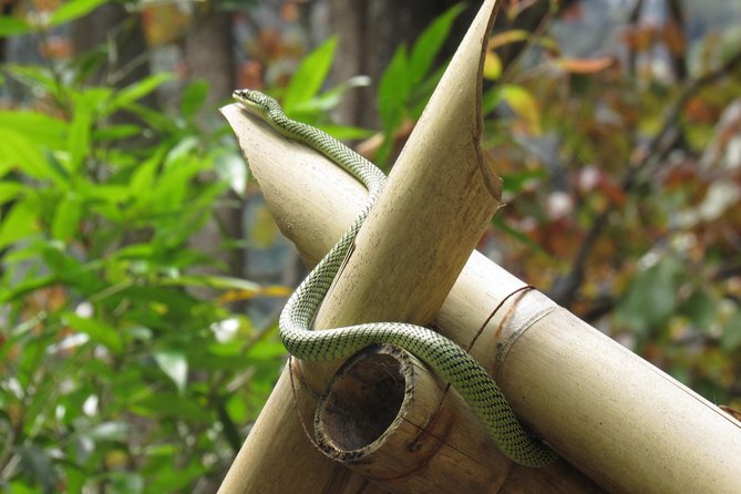 Small-Group Full-Day Khao Sok Nature Tour From Khao Lak