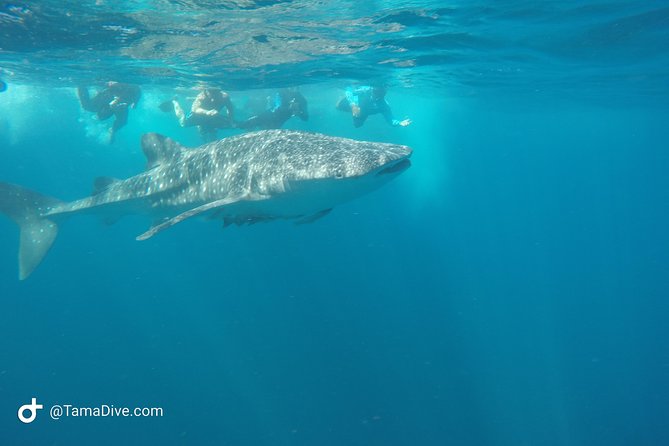 Snorkeling at Catalina Islands - Overview and Highlights
