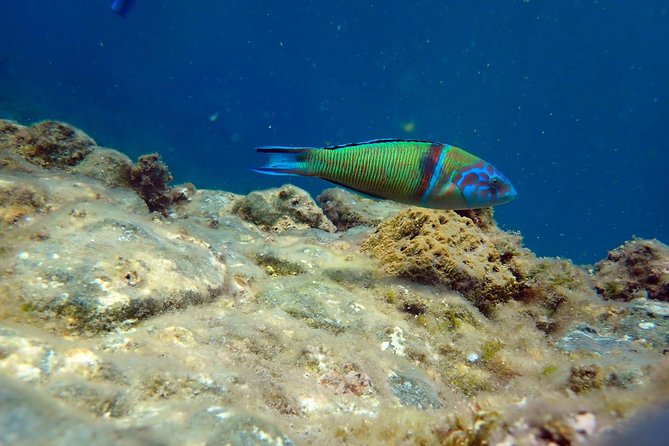 Snorkeling Excursion in Tabarca Island - Included in the Excursion