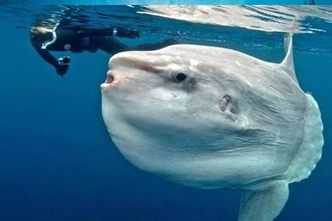 Snorkeling Nusa Lembongan – Snorkeling Trips With Manta Ray
