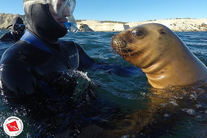Snorkeling With Sea Lions