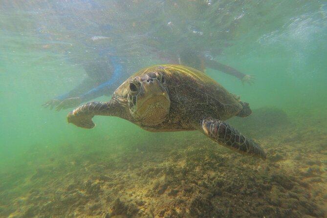 3 Best Snorkeling Experiences In Galle